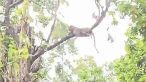 नीचे खड़े युवक बनाते रहे रील, वन विभाग ने जारी किया अलर्ट