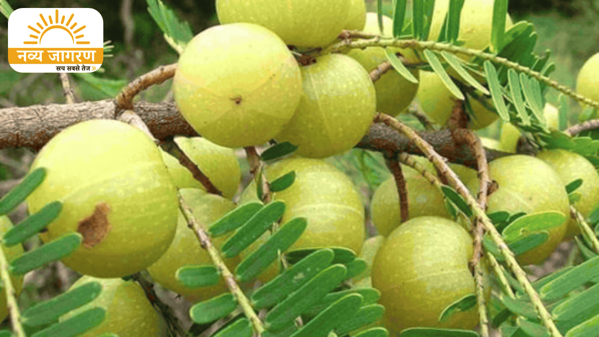 खाली पेट खाएं ये चीजें, एक्सपर्ट्स ने बताए फायदे