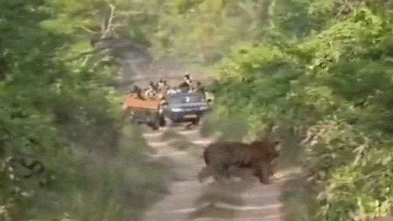 बीच सड़क पर दिखा वर्चस्व का खतरनाक खेल, सफारी के दौरान अचानक आ गए सामने