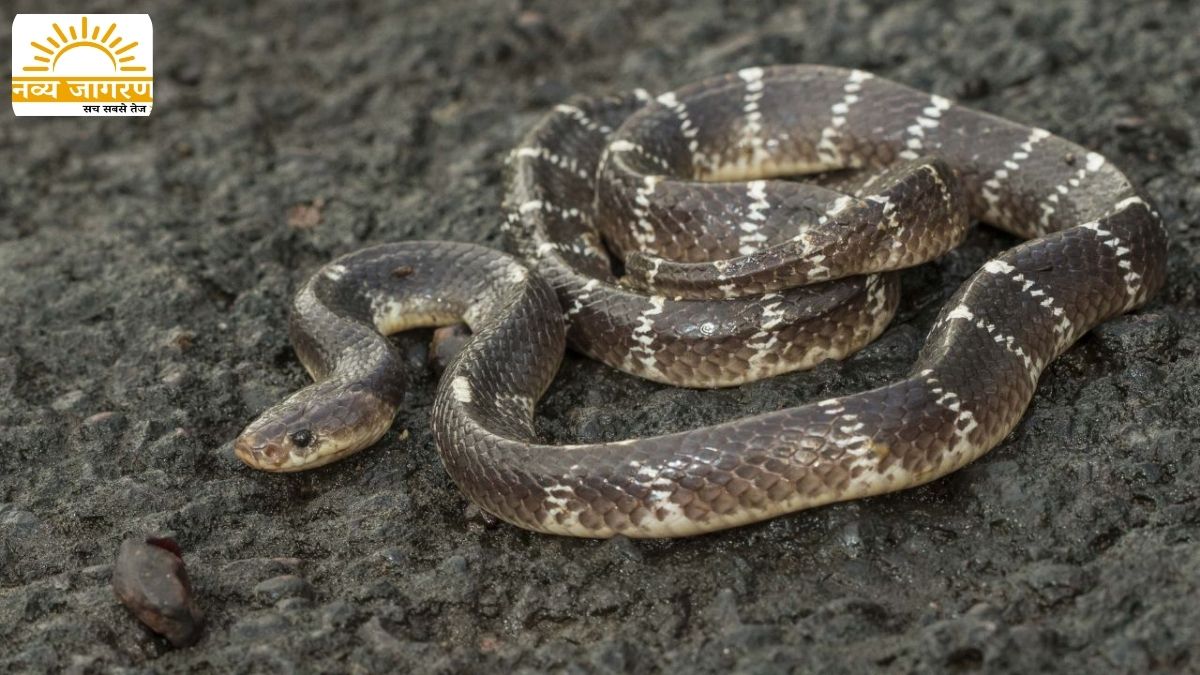 इलाज से पहले कराया झाड़फूंक, गांव में पसरा मातम
