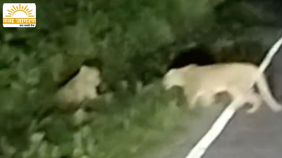 वन विभाग ने दी सतर्क रहने की चेतावनी , ग्रामीणों में दहशत का माहौल
